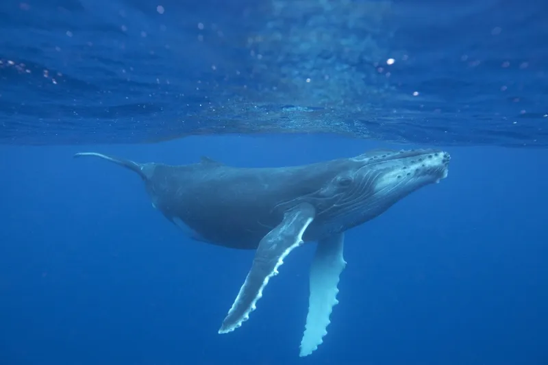 Ghost Volume: How Coordinated Whale Wallets Are Manufacturing Fake Momentum on New Token Launches